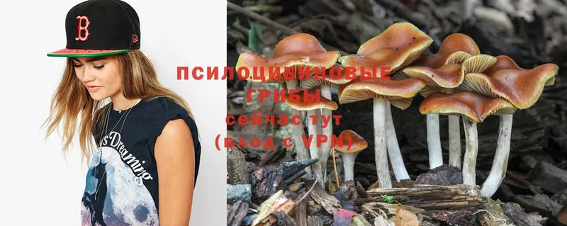 магазин  наркотиков  мега как зайти  Псилоцибиновые грибы MAGIC MUSHROOMS  Вязьма 